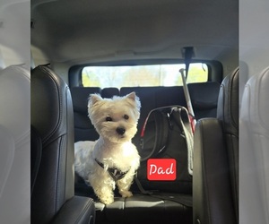 Father of the West Highland White Terrier puppies born on 02/22/2025