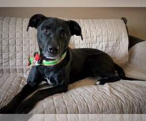 Micki - Female American Staffordshire Terrier-Unknown Mix Dog for Adoption - Photo #2
