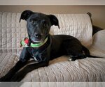 Small #1 American Staffordshire Terrier Mix