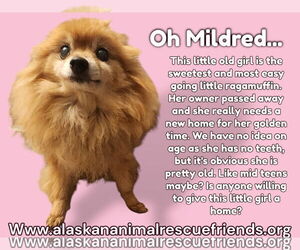 Pomeranian Dogs for adoption in Anchorage, AK, USA