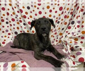 Holland Shepherd-Unknown Mix Dogs for adoption in Modesto, CA, USA