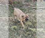 Small Photo #3 Cane Corso Puppy For Sale in THURMONT, MD, USA