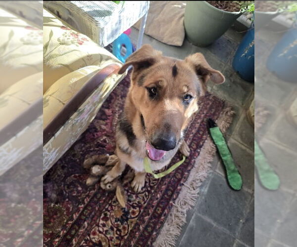 Medium Photo #6 German Shepherd Dog-Great Dane Mix Puppy For Sale in Winston Salem, NC, USA