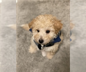 Maltipoo Puppy for sale in BRIGHTON, MI, USA