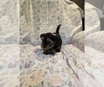 Small Photo #25 Yorkshire Terrier Puppy For Sale in RHOADESVILLE, VA, USA