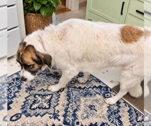 Ruby Pyr - Female Pyrenees Border Collie Dog for Adoption - Photo #4