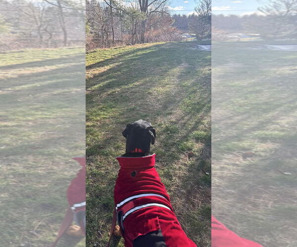 Medium Photo #4 Rottweiler Puppy For Sale in Hillsboro, NH, USA