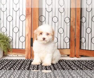 Poodle (Toy) Puppy for sale in NAPLES, FL, USA