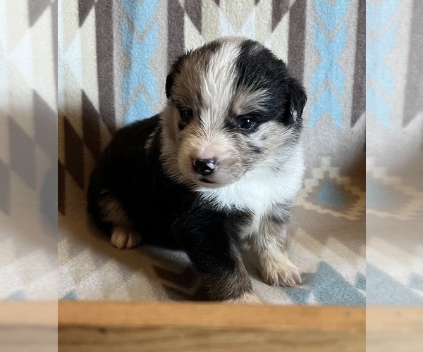 Medium Photo #11 Miniature Australian Shepherd Puppy For Sale in FORT MORGAN, CO, USA