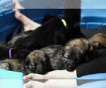 Small Photo #21 German Shepherd Dog Puppy For Sale in REDFIELD, AR, USA