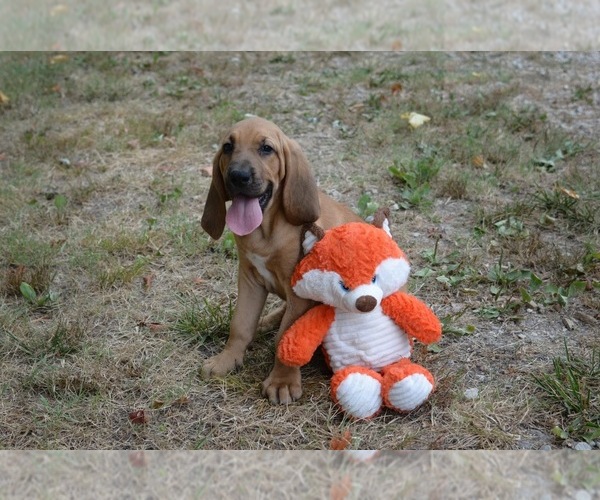 Medium Photo #23 Bloodhound Puppy For Sale in CORNING, AR, USA