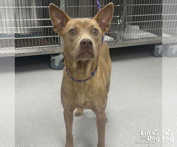 Medium Photo #1 Carolina Dog-Unknown Mix Puppy For Sale in Washington, DC, USA