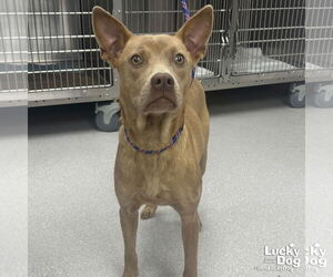 Carolina Dog-Unknown Mix Dogs for adoption in Washington, DC, USA