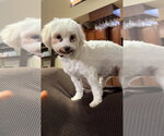 Small #5 Maltese Mix