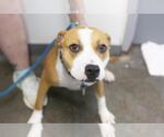 Small American Pit Bull Terrier Mix