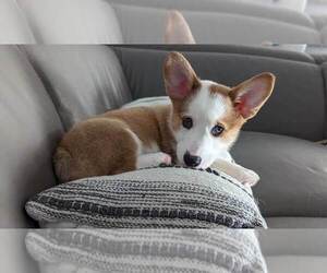 Pembroke Welsh Corgi Puppy for sale in MARION, IA, USA