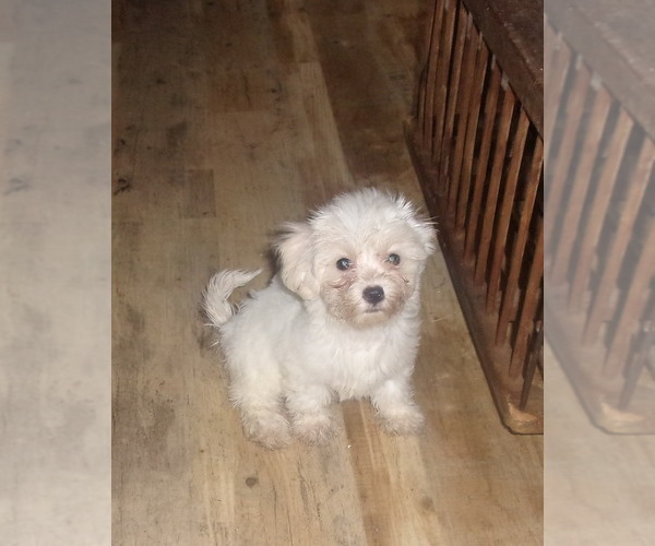Medium Photo #1 Zuchon Puppy For Sale in INGLESIDE, TX, USA