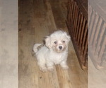 Small Photo #1 Zuchon Puppy For Sale in INGLESIDE, TX, USA