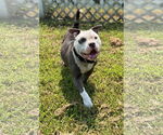Small #2 Bulldog Mix