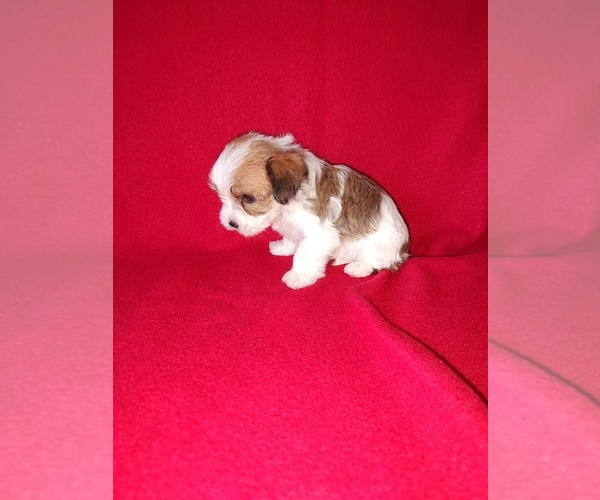 Medium Photo #4 Morkie Puppy For Sale in LAPEER, MI, USA