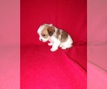 Small Photo #26 Morkie Puppy For Sale in LAPEER, MI, USA