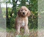 Puppy 6 Goldendoodle-Poodle (Standard) Mix