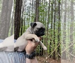 Small #6 Pug