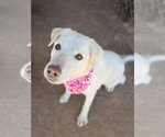 Small #2 Labrador Retriever Mix