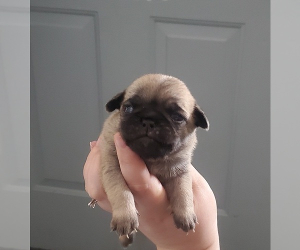 Medium Photo #1 Pug Puppy For Sale in BRIDGETOWN, OH, USA