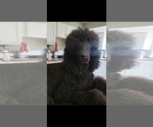 Medium Photo #1 Poodle (Standard) Puppy For Sale in MILWAUKEE, WI, USA