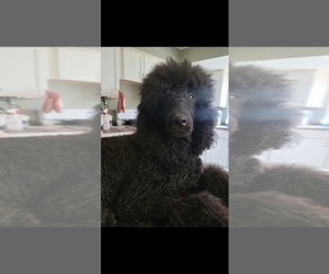 Father of the Poodle (Standard) puppies born on 03/25/2026