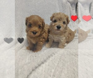 Maltipoo (Toy) Puppy for sale in SAN ANTONIO, TX, USA