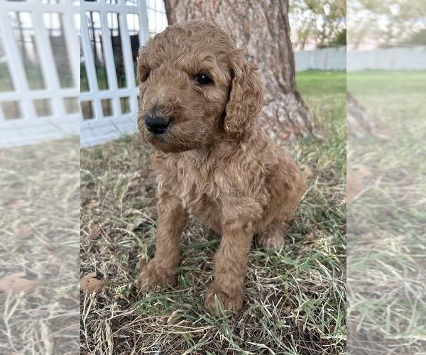 Medium Photo #3 Poodle (Standard) Puppy For Sale in QUEEN CREEK, AZ, USA