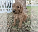 Small #2 Poodle (Standard)