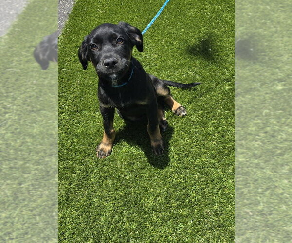 Medium Photo #3 Mutt Puppy For Sale in Evansville, IN, USA