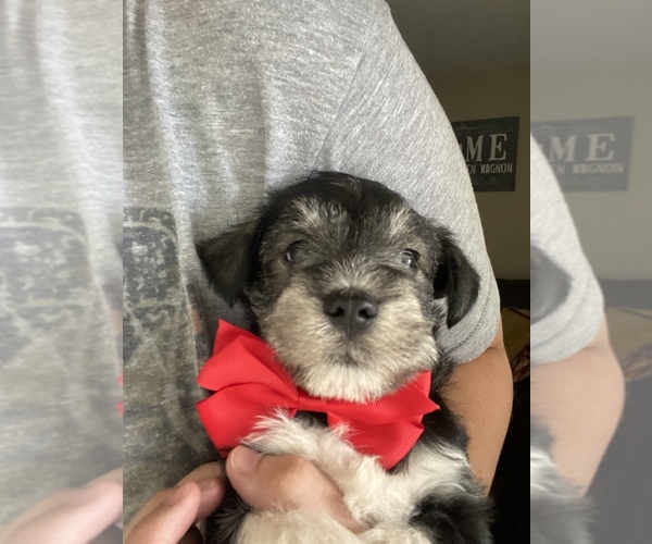 Medium Photo #1 Schnauzer (Miniature) Puppy For Sale in SHAWNEE, OK, USA
