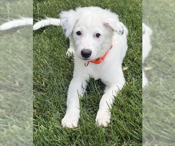 Medium Photo #4 Australian Shepherd Puppy For Sale in Brewster, NY, USA