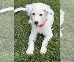 Small #3 Australian Shepherd