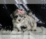 Small Photo #7 Maltipoo Puppy For Sale in WARSAW, IN, USA