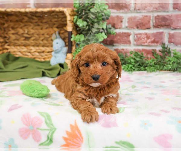 Medium Photo #9 Cavapoo (Miniature) Puppy For Sale in SYRACUSE, IN, USA