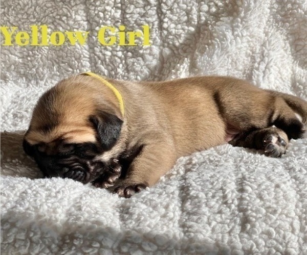 Medium Photo #13 Mastiff Puppy For Sale in BIXBY, OK, USA