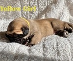 Small Photo #13 Mastiff Puppy For Sale in BIXBY, OK, USA