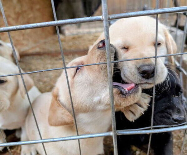 Medium Photo #3 Labrador Retriever Puppy For Sale in SHELTON, WA, USA