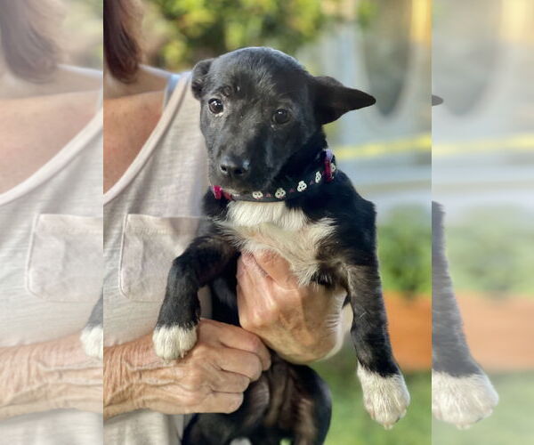 Medium Photo #14 Chihuahua-Unknown Mix Puppy For Sale in Mount Laurel, NJ, USA