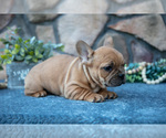 Small #1 French Bulldog