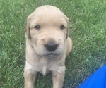 Small Photo #2 Golden Retriever Puppy For Sale in ELKHART, IN, USA