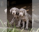 Puppy 1 Labrador Retriever