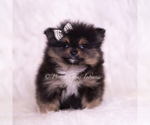 Small Photo #97 Pomeranian Puppy For Sale in WARSAW, IN, USA