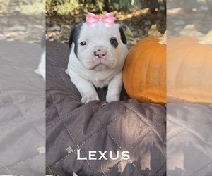 Medium American Bulldog