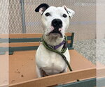 Small #4 American Pit Bull Terrier Mix